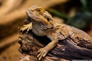 Szakállas agáma - bemutatjuk a rettenetes hüllőt izgalmi állapotban