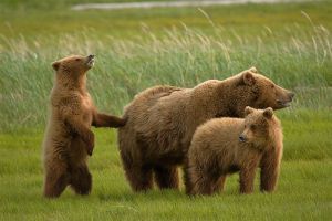 A grizzlyk parkja - Yosemite Nemzeti Park