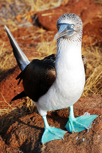 Galapagos, az újévi paradicsom!