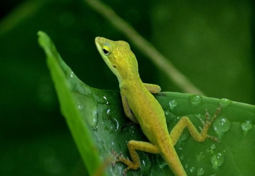 anolisz