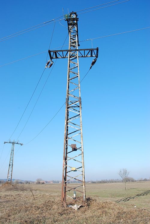 A turul madár (kerecsensólyom) balesete