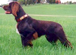 Hosszúszőrű német vizsla