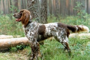 Hosszúszőrű német vizsla