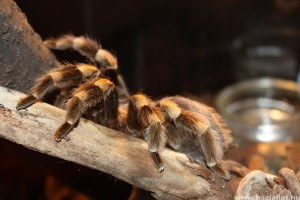 Tarantella, tarantula vagy madárpók?