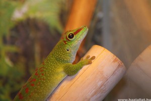 Hüllő kisokos: gekkó a terráriumban