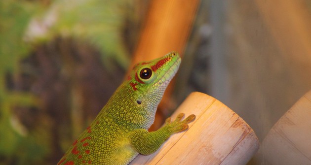 Hüllő kisokos: gekkó a terráriumban