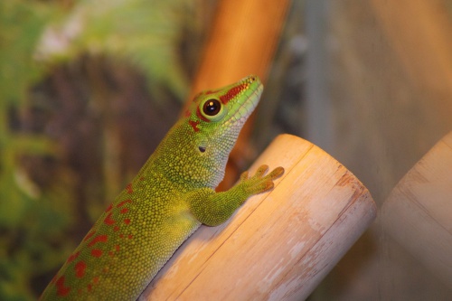 madagascar-day-gecko-587413_1280