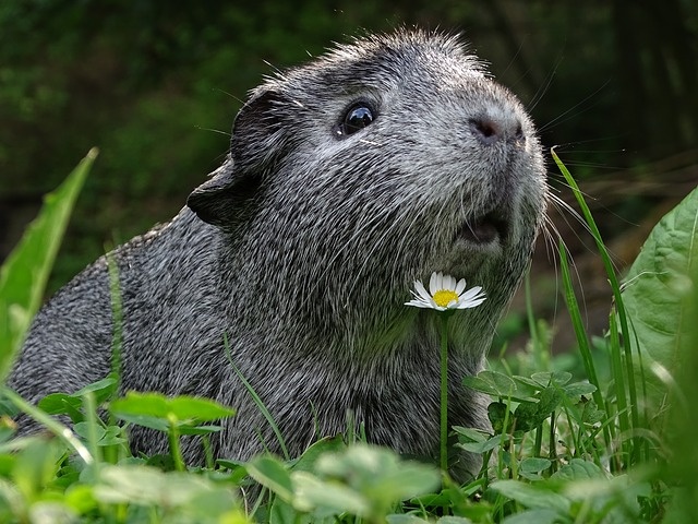 guinea-pig-3336994_640