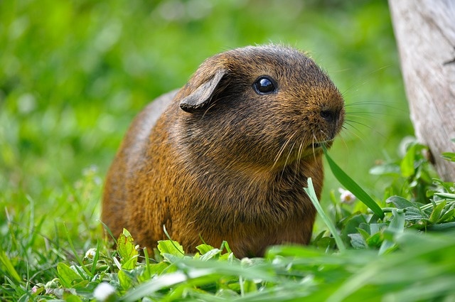 guinea-pig-498848_640