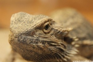 Agáma a terráriumban - a szakállas agáma tartása és gondozása