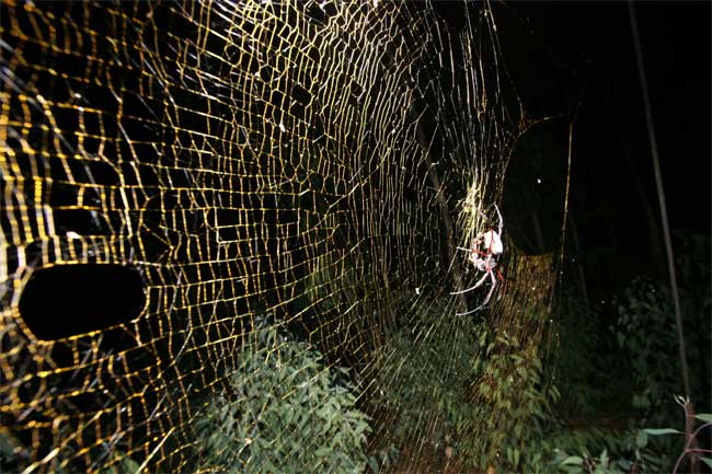 Nőstényóriás - Nephila komaci pók