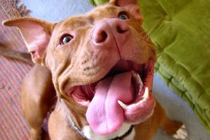 9 tipp hogyan képezzünk a pit bullból szuperkutyát