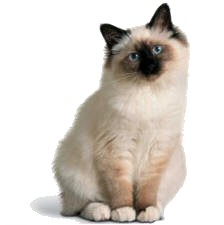 Birman macska, a szent templommacska