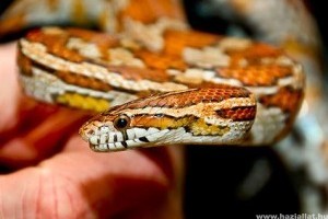 Kígyók a terráriumban: a gabonasikló