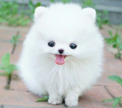 pupi