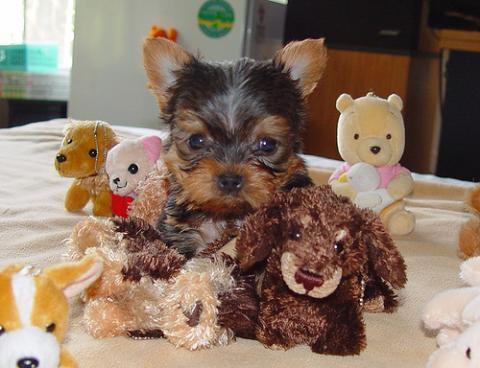 A Yorkshire terrier kölyök kedvenc játékai