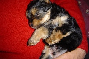 A Yorkshire terrier kölyök kedvenc játékai