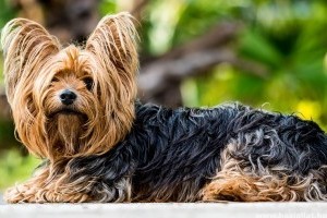 Hogyan neveljük, milyen kutya a yorkshire terrier?