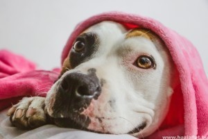Milyen kutya az amerikai pit bull terrier?
