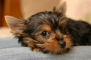 Yorkshire terrier, a vidám és mókás kutya