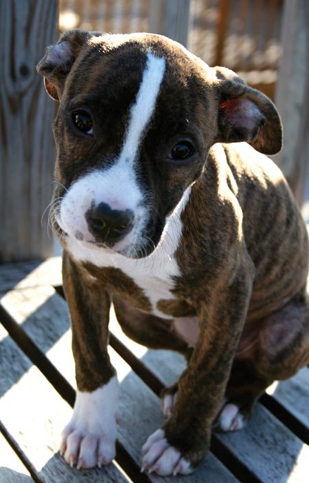 Kényszeres dobermann, rögeszmés pit bull