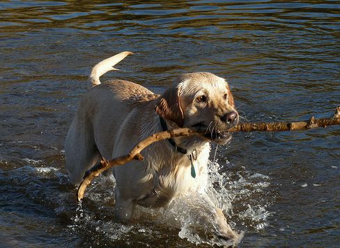 Labrador retriever, a vidrák leszármazottja?