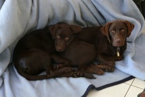 Labrador retriever, a vidrák leszármazottja?