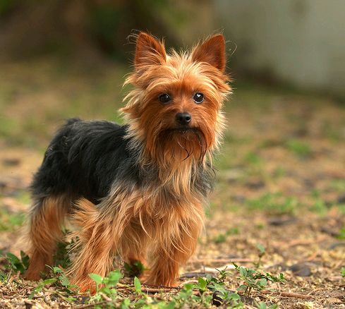 Yorkshire terrier, a kutya, akinek 