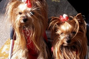 Yorkshire terrier, a kutya, akinek