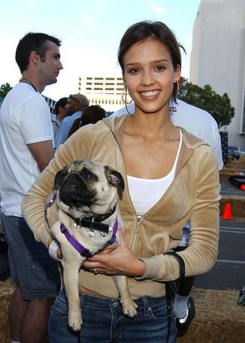 Sztárok kutyái: Jessica Alba és Kelly Brook kedvence a mopsz