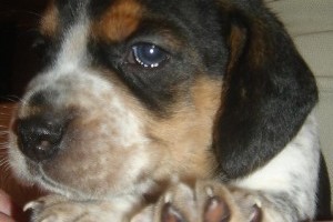 Beagle kiskutya