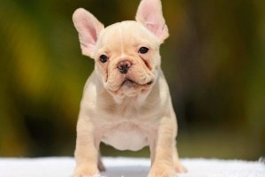 A francia bulldog agresszív lehet?