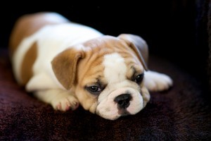A francia bulldog kiskutya nem tud felkelni - vicces videó