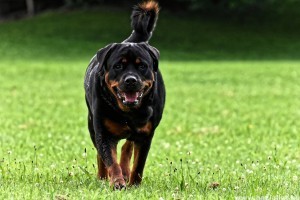 A rottweiler csak akkor agresszív, ha rosszul bánnak vele