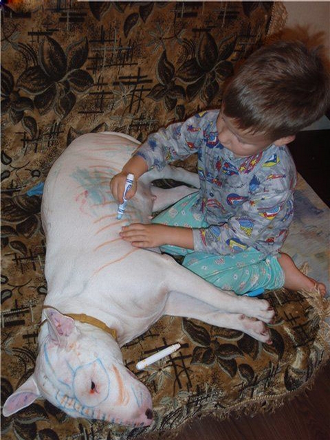 Bullterrier, a családcentrikus gladiátor