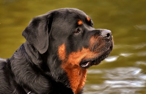 rottweiler_kutya