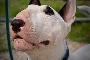 A bullterrier hajlamos a lustaságra