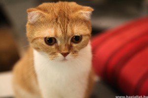 Skót lógófülű macska (Scottish fold)