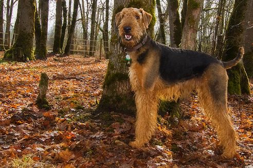 A terrierek királya, az Airedale terrier