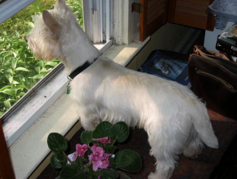 Westie, a hófehér kabalakutya