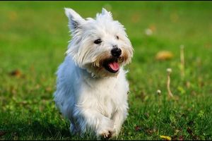 Westie, a hófehér kabalakutya