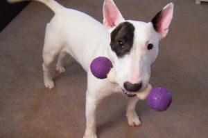Az angol bullterrier játékra született