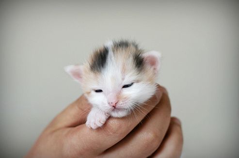 Minta egy eladó kiscica adásvételi szerződéséhez