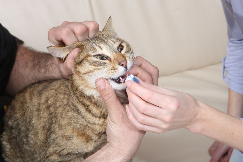A homeopátiás szerek kiválasztása, szállítása és tárolása