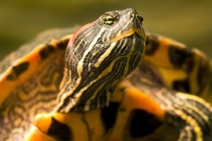 Készítsünk szupertápot az ékszerteknősnek!