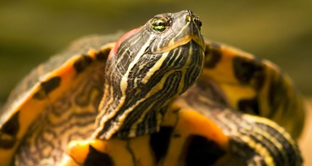 Készítsünk szupertápot az ékszerteknősnek!