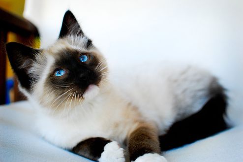 Ragdoll macska, a laza szerelemgyerek