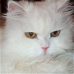 Franci, a macska