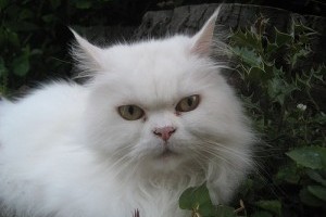 Franci, a macska