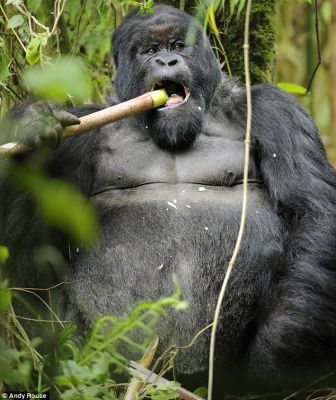 Bambusztól részegedtek le a hegyi gorillák